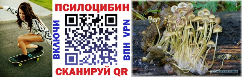 блэк спрут ссылка Хасавюрт Галлюциногенные грибы Cubensis